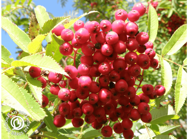 Sorbus amurensis
